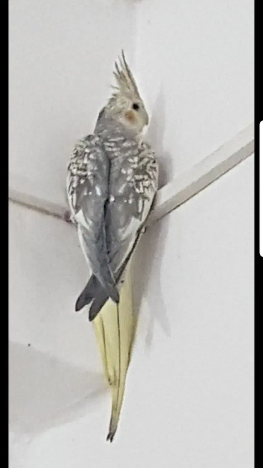 طوطی|پرنده|اندیمشک, |دیوار