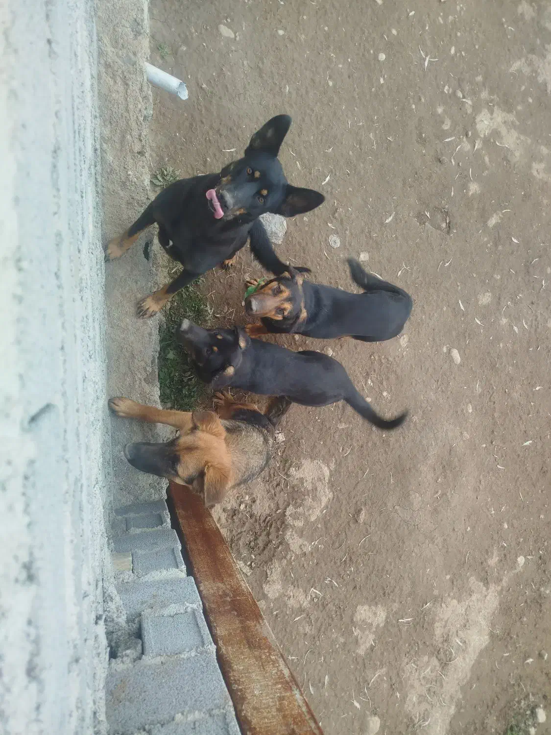 ژرمن|سگ|قائم‌شهر, |دیوار