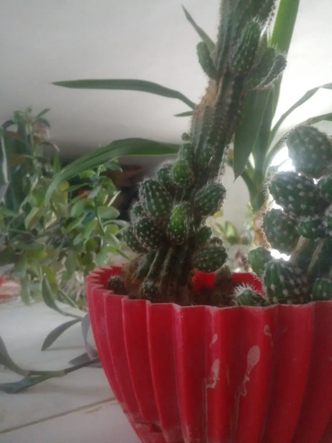 گل ها|گل و گیاه طبیعی|شهرکرد, |دیوار