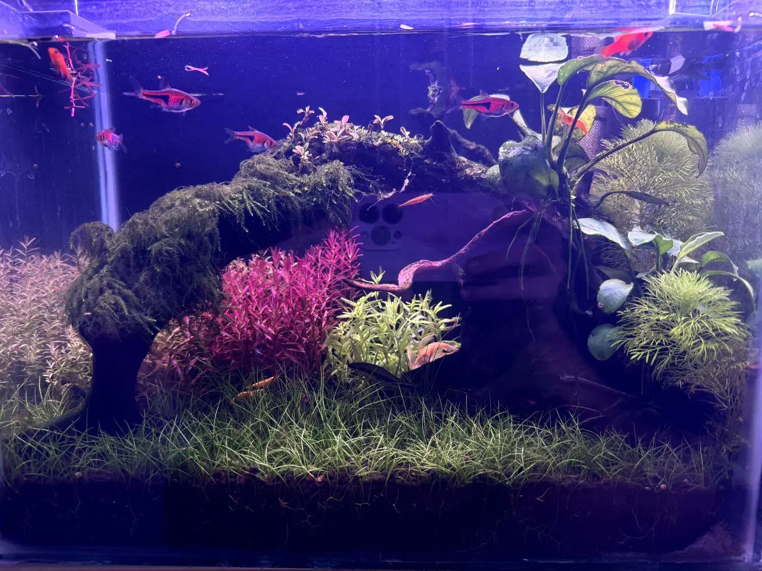 آکواریوم پلنت نانو|ماهی|لاهیجان, لیالستان|دیوار