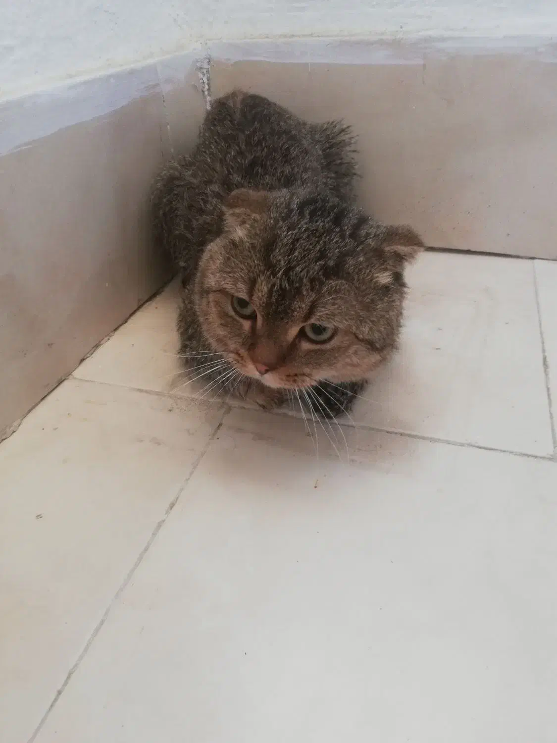 نر اسکاتیش|گربه|پردیس, فاز ۹|دیوار