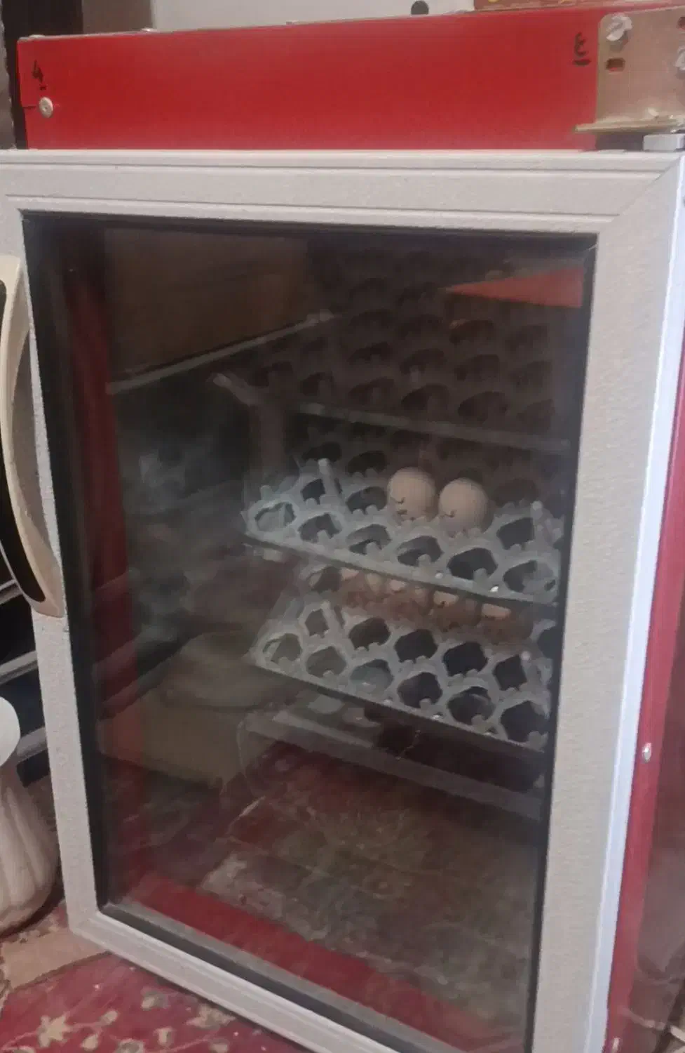 تخم مرغ|حیوانات مزرعه|خسروشاه, |دیوار