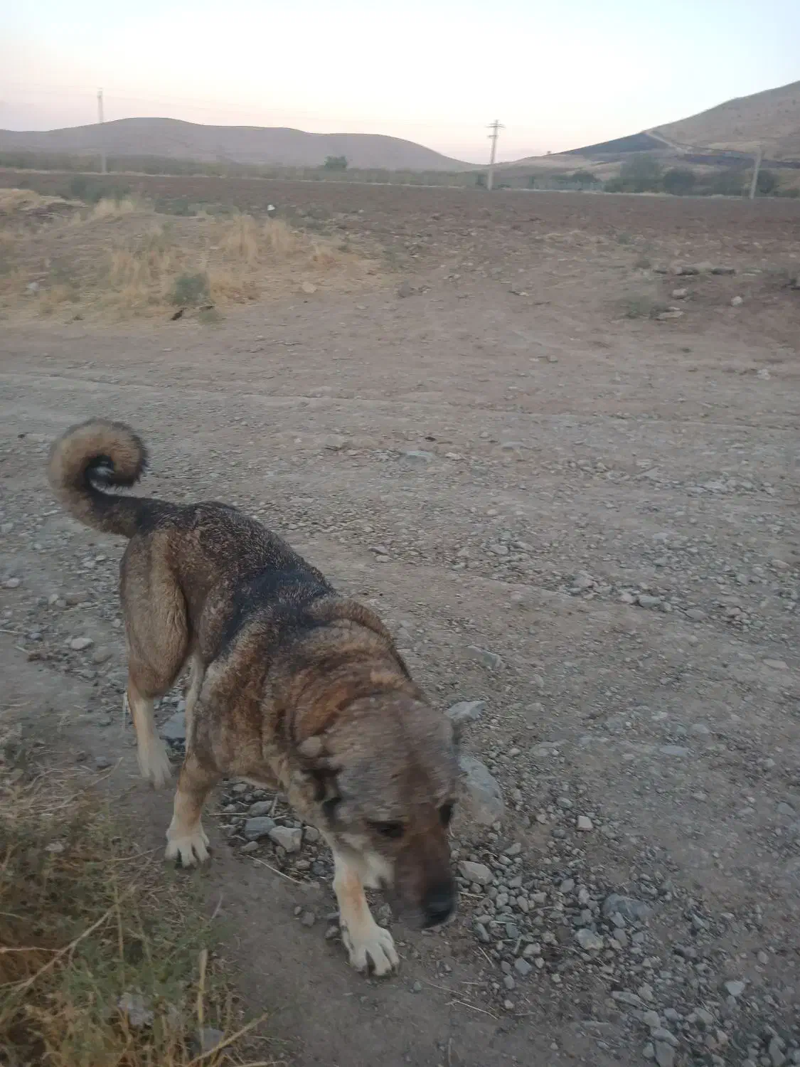 سگ پژدر|سگ|نقده, |دیوار