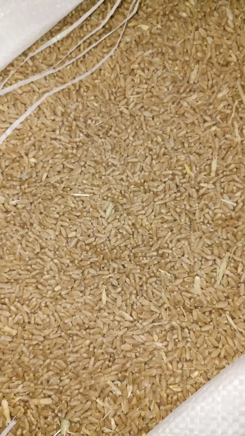 گندم|خوردنی و آشامیدنی|بانش, |دیوار