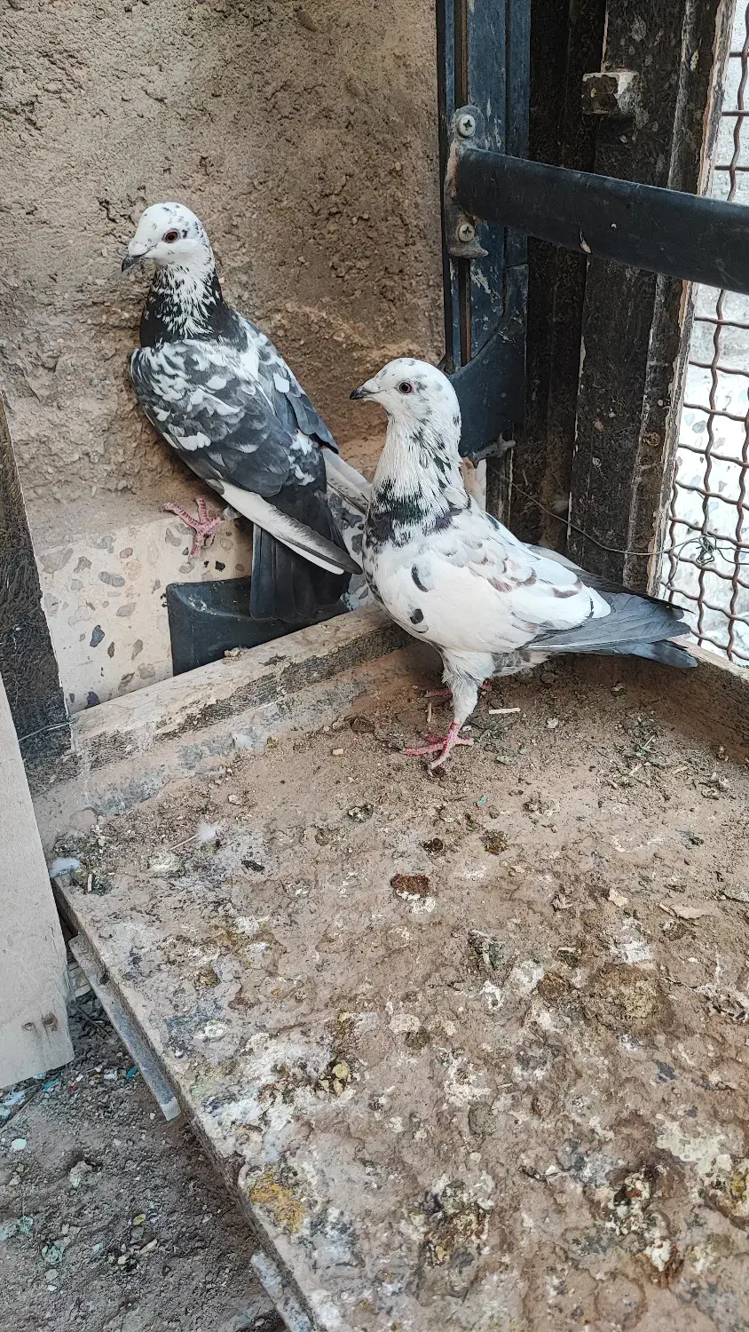 مجسمه کبوتر زنده|پرنده|طبس, |دیوار