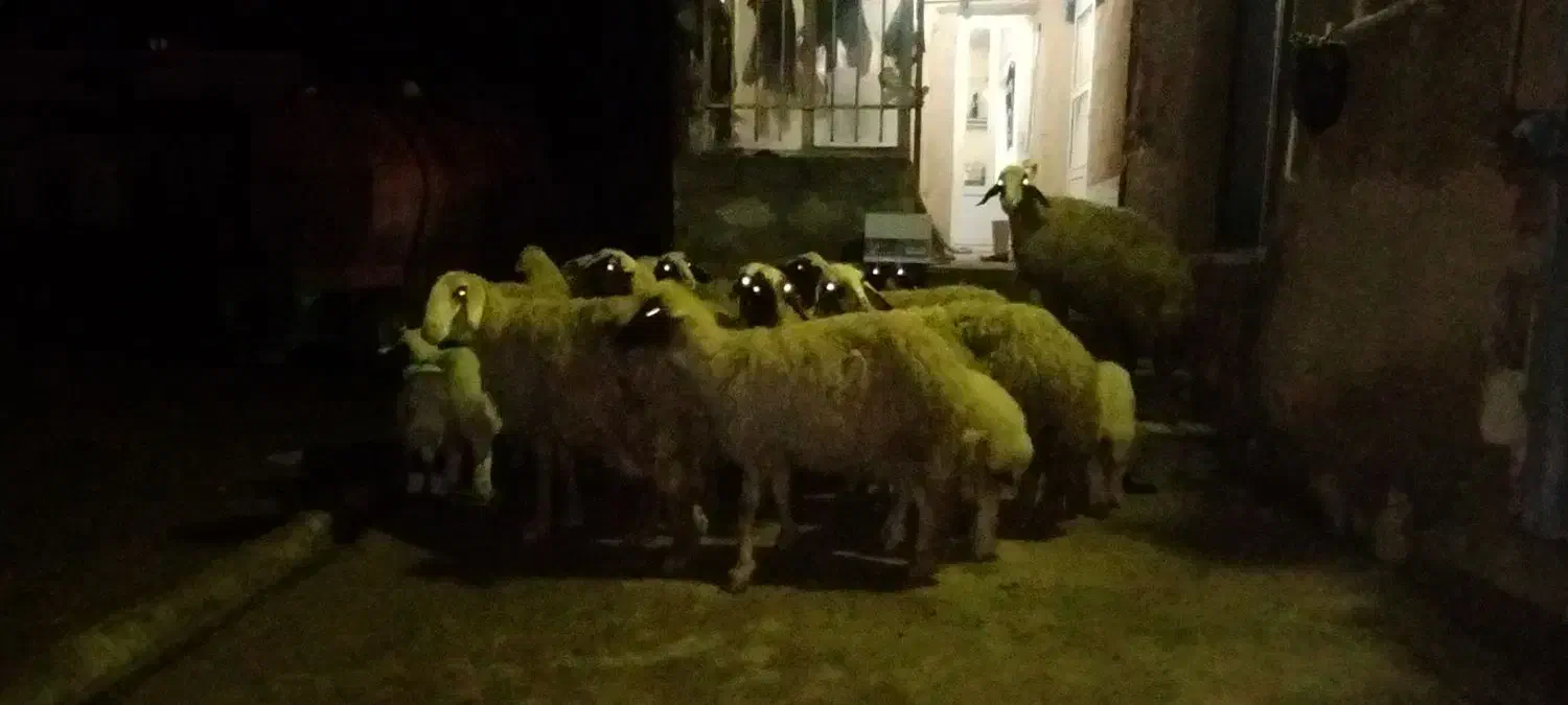 گوسفند سنجابی|حیوانات مزرعه|ماهیدشت, |دیوار