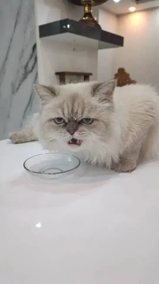 بریتیش نر اصیل و زیبا|گربه|فولادشهر, C8|دیوار