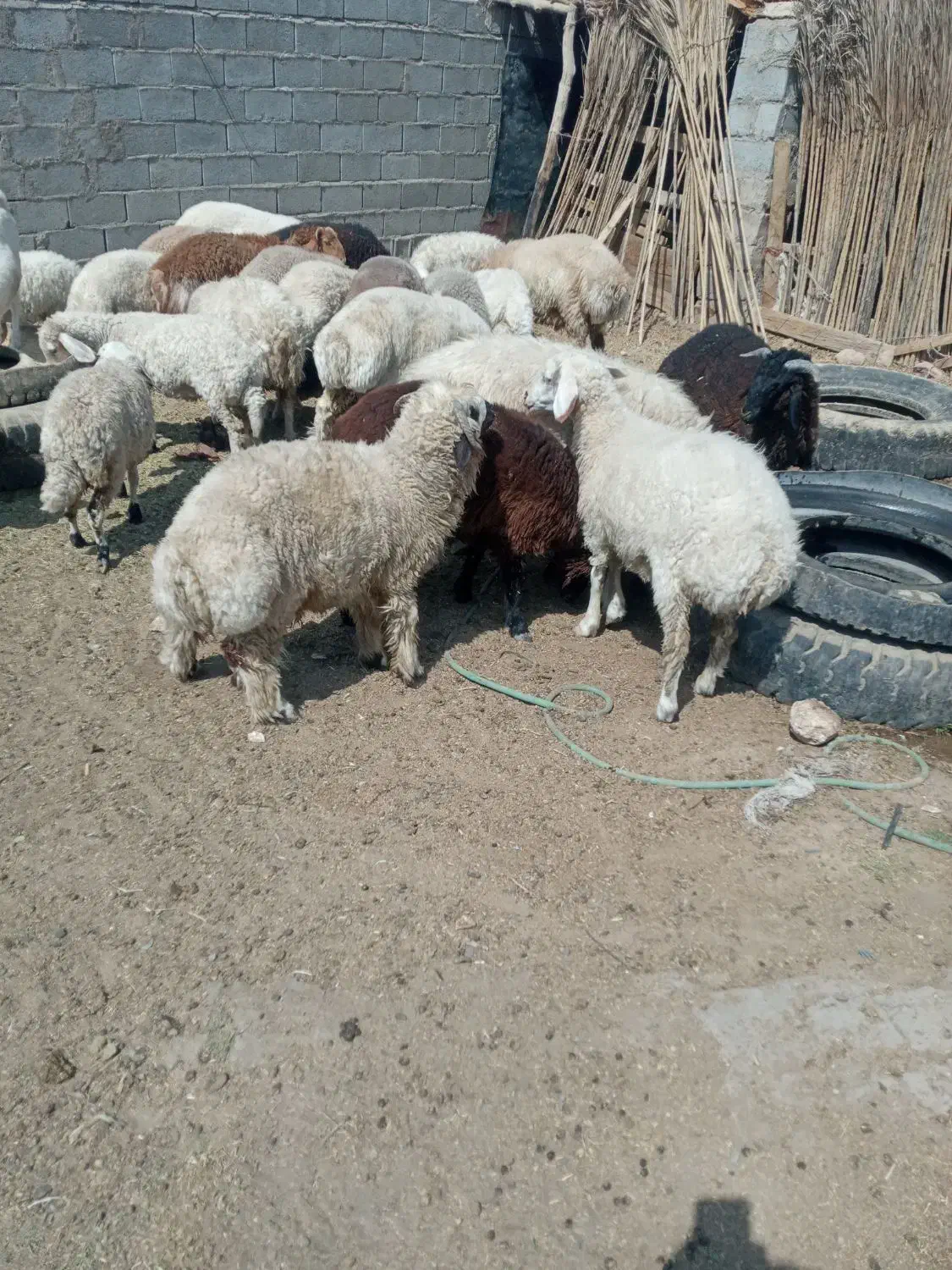 بره کشتار درحضور شما گوشت کیلو ۷۰۰ت نقد و چک صیادی|حیوانات مزرعه|سیرجان, |دیوار