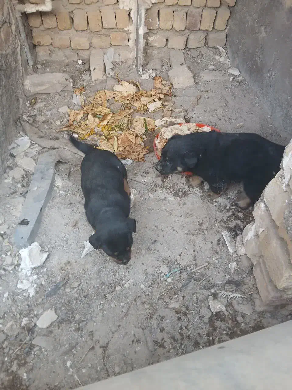 رتوایلر توله|سگ|قم, جمکران|دیوار