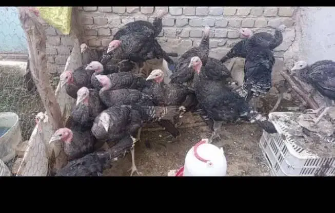 بوقلمون برنز و بیوتی و برنز|حیوانات مزرعه|دهگلان, |دیوار