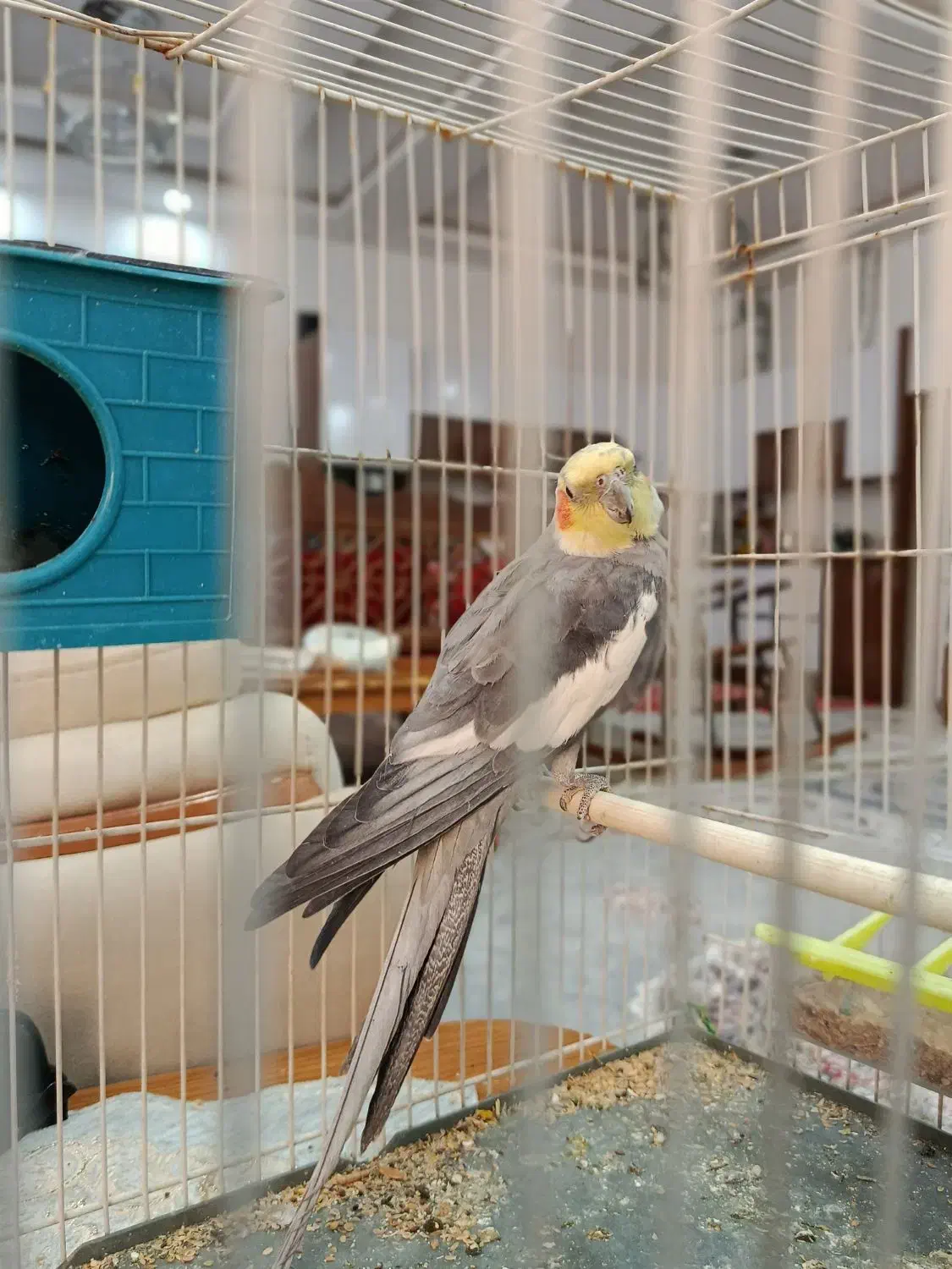 عروس هلندی|پرنده|تربت جام, عیدی آباد|دیوار