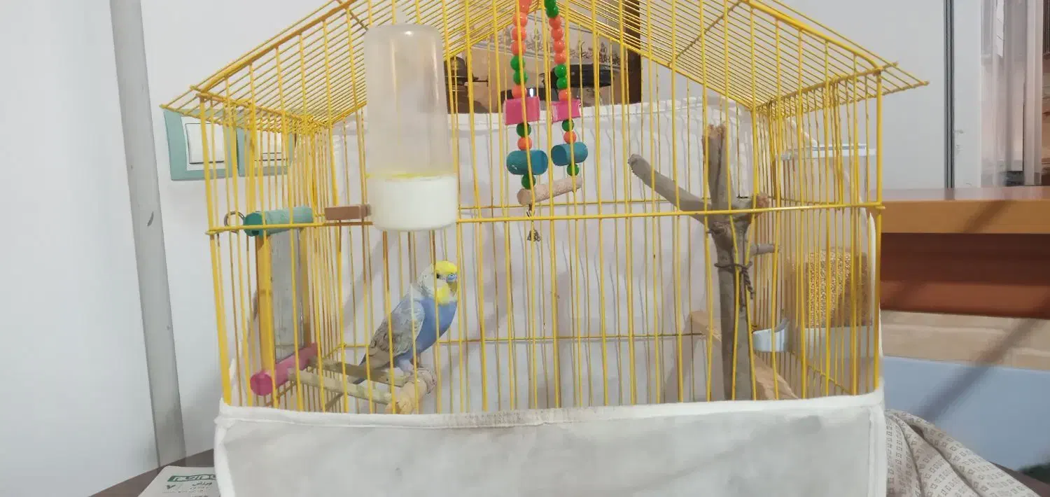 فروش مرغ عشق با تمام تجهیزات|پرنده|قائمشهر, |دیوار