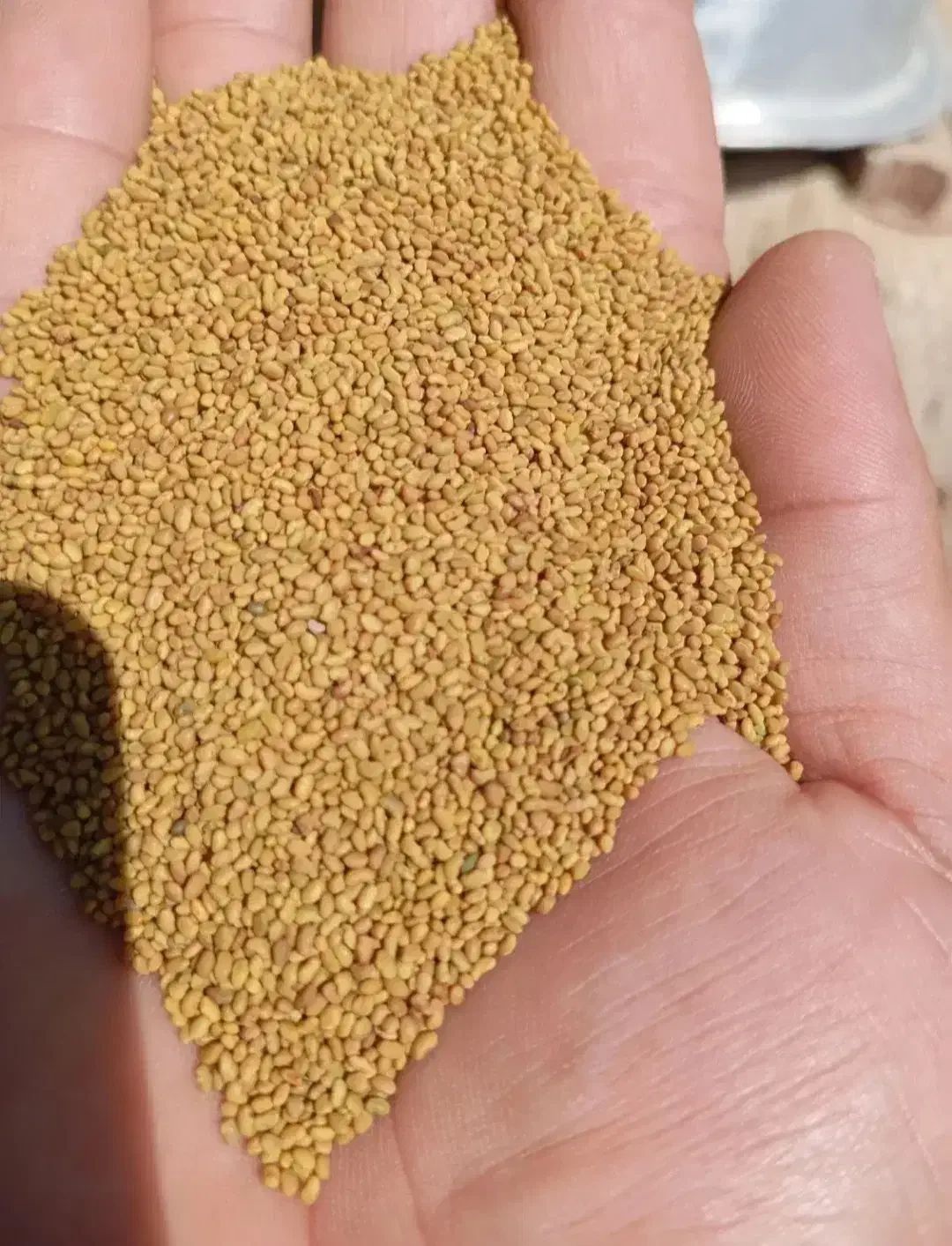 دانه طلایه سبز|خدمات باغبانی و درختکاری|تهران, فاطمی|دیوار