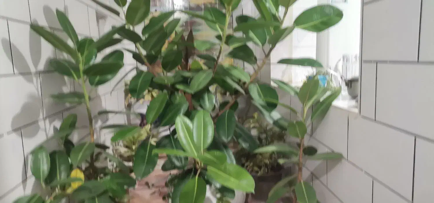 فروش گل|گل و گیاه طبیعی|کیار, |دیوار