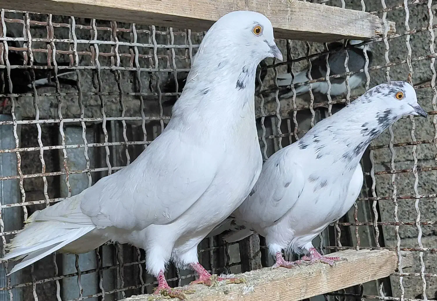 کبوتر هوایی اس|پرنده|قائمشهر, |دیوار