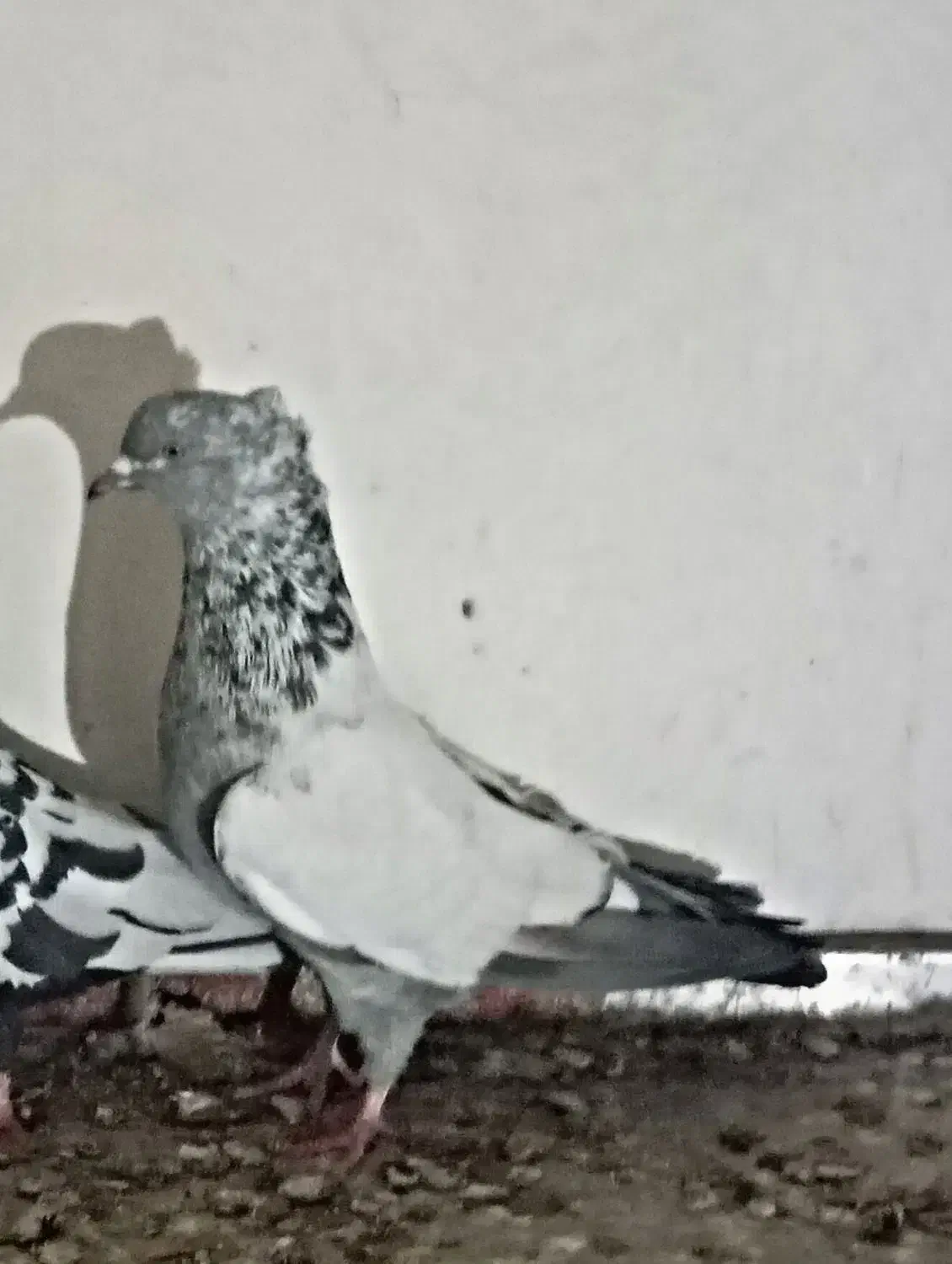 آلمانی سبز|پرنده|نیشابور, بلوار گلها|دیوار