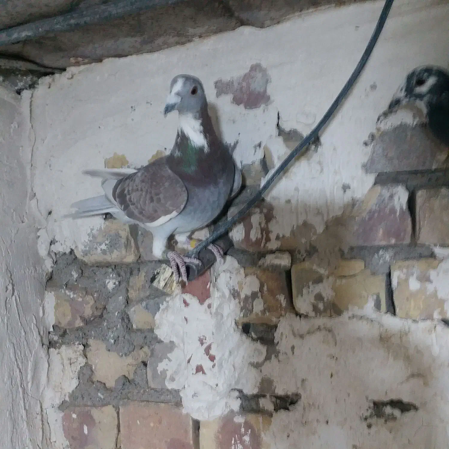 گم شده|حیوانات|زاهدان, |دیوار