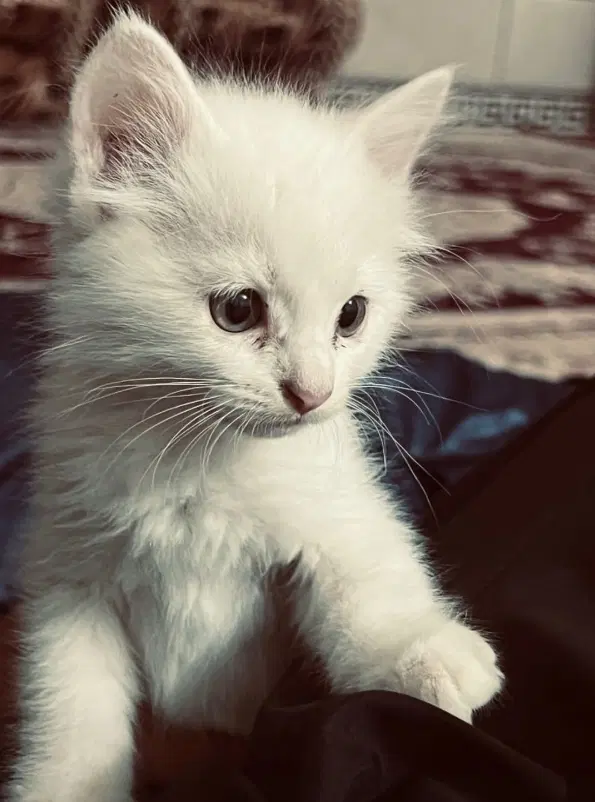 گربه|گربه|چابهار, |دیوار