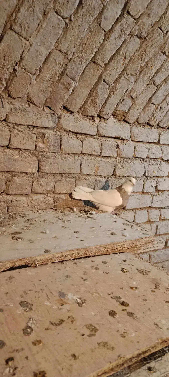 طوقی نر|پرنده|اصفهان, میرعماد|دیوار