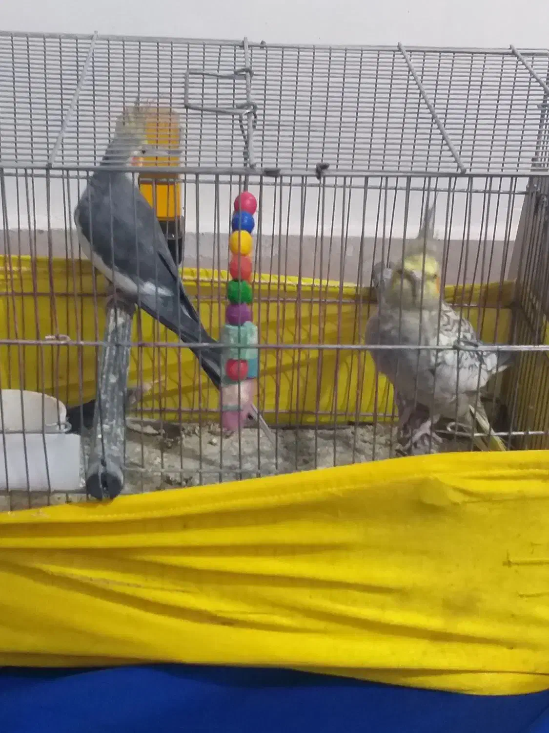 فروش یه جفت عروس هلندی|پرنده|اهواز, کوی رمضان|دیوار