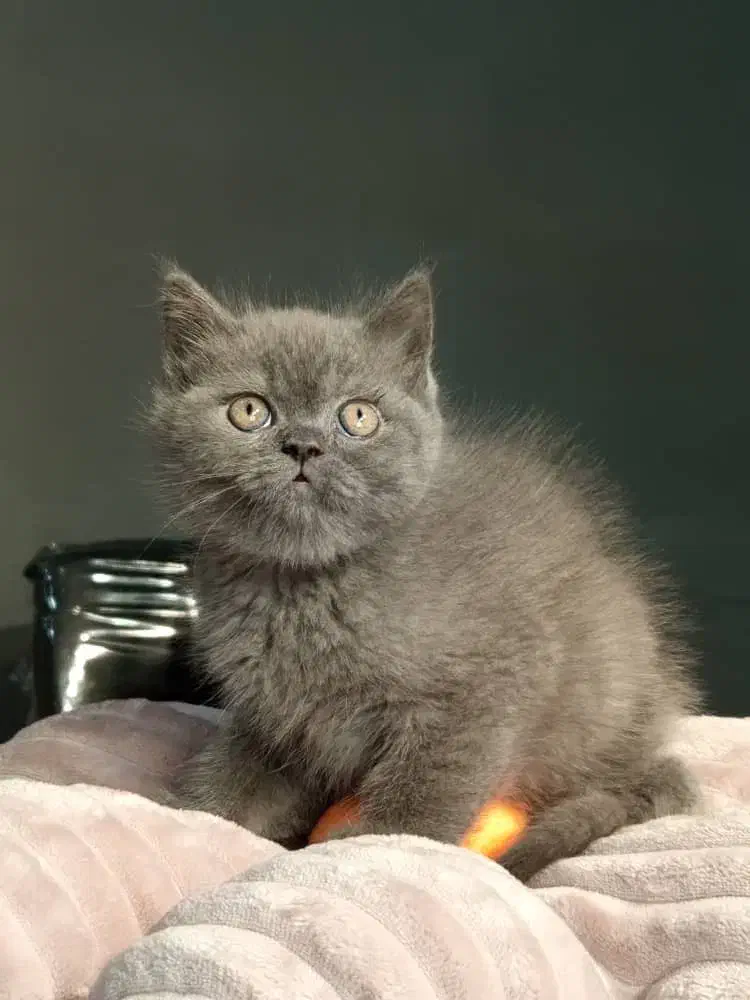 بریتیش شورت هیر بلو|گربه|رشت, لاکانی|دیوار