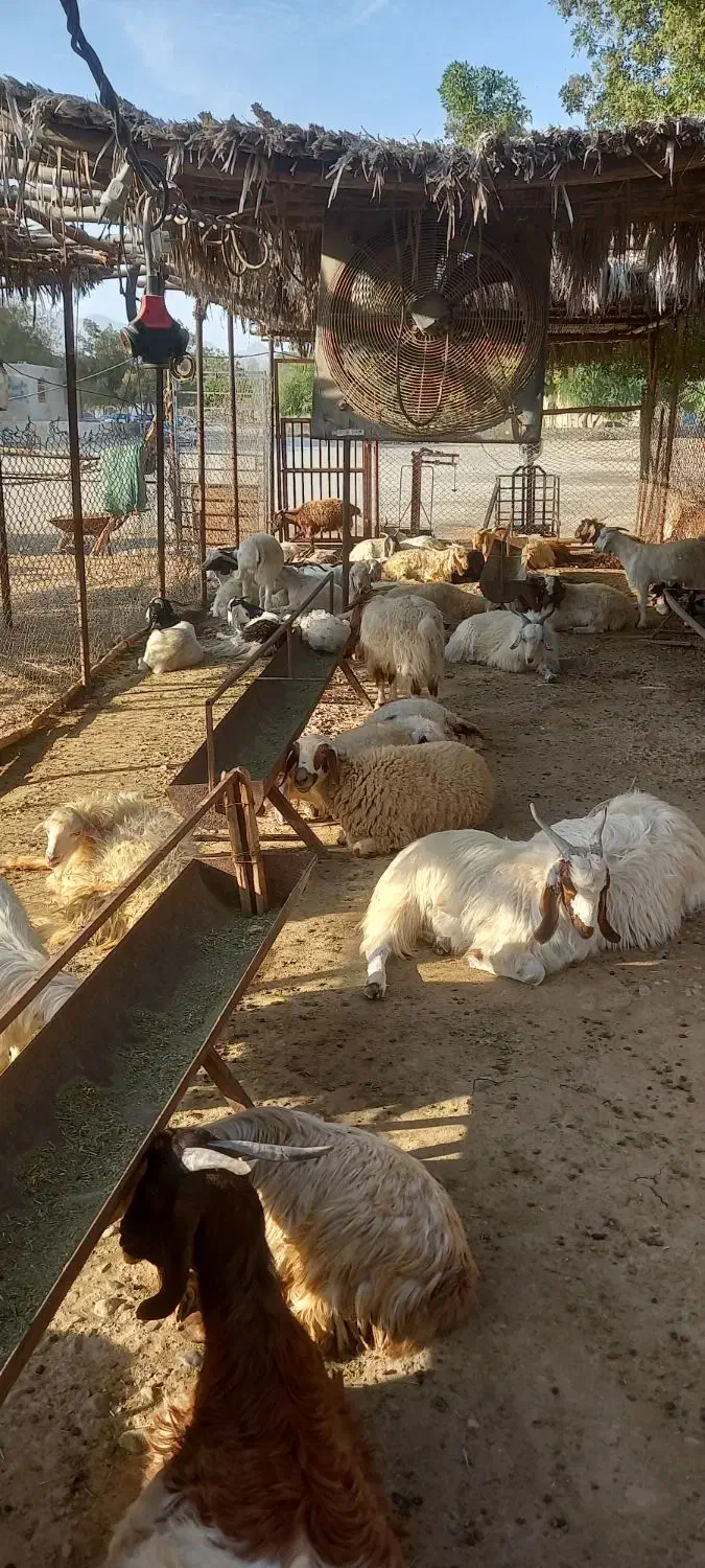 کود گوسفندی|خدمات باغبانی و درختکاری|بندرعباس, |دیوار