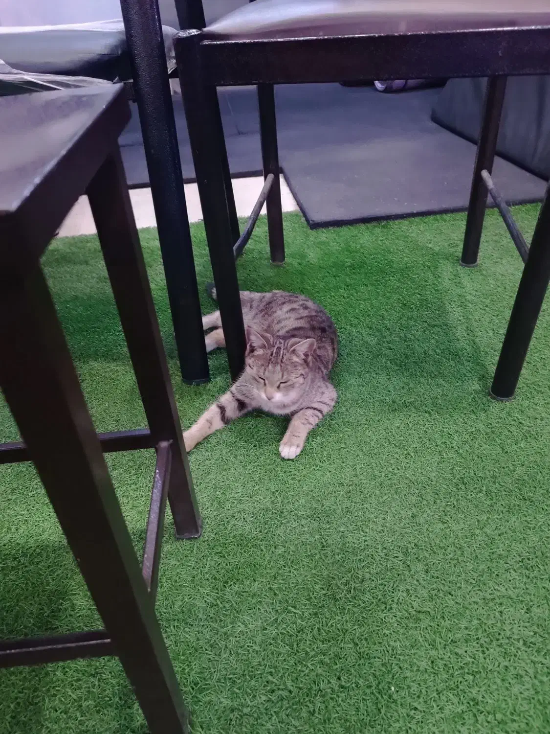 واگذاری گربه|گربه|مراغه, |دیوار