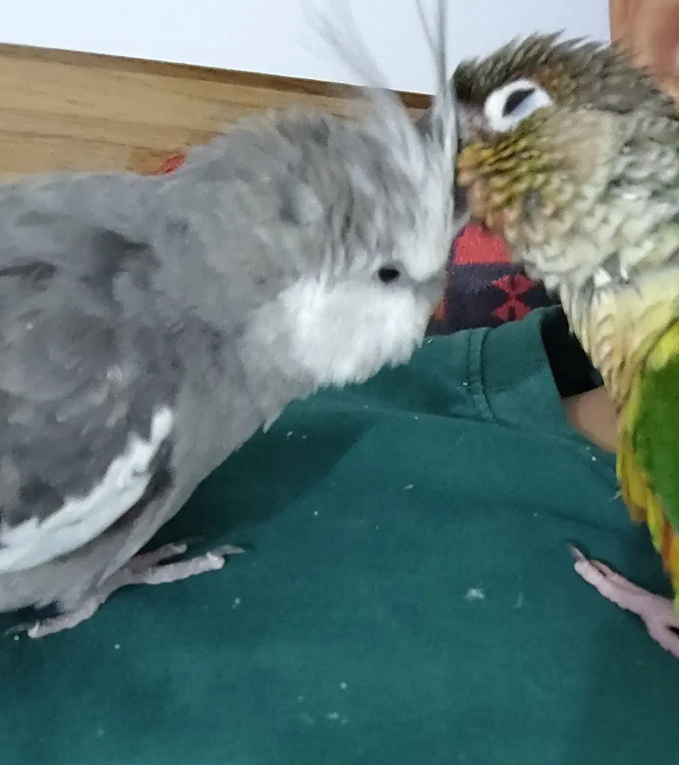 عروس هلندی گمشده|حیوانات|رباط‌کریم, رباط‌کریم|دیوار