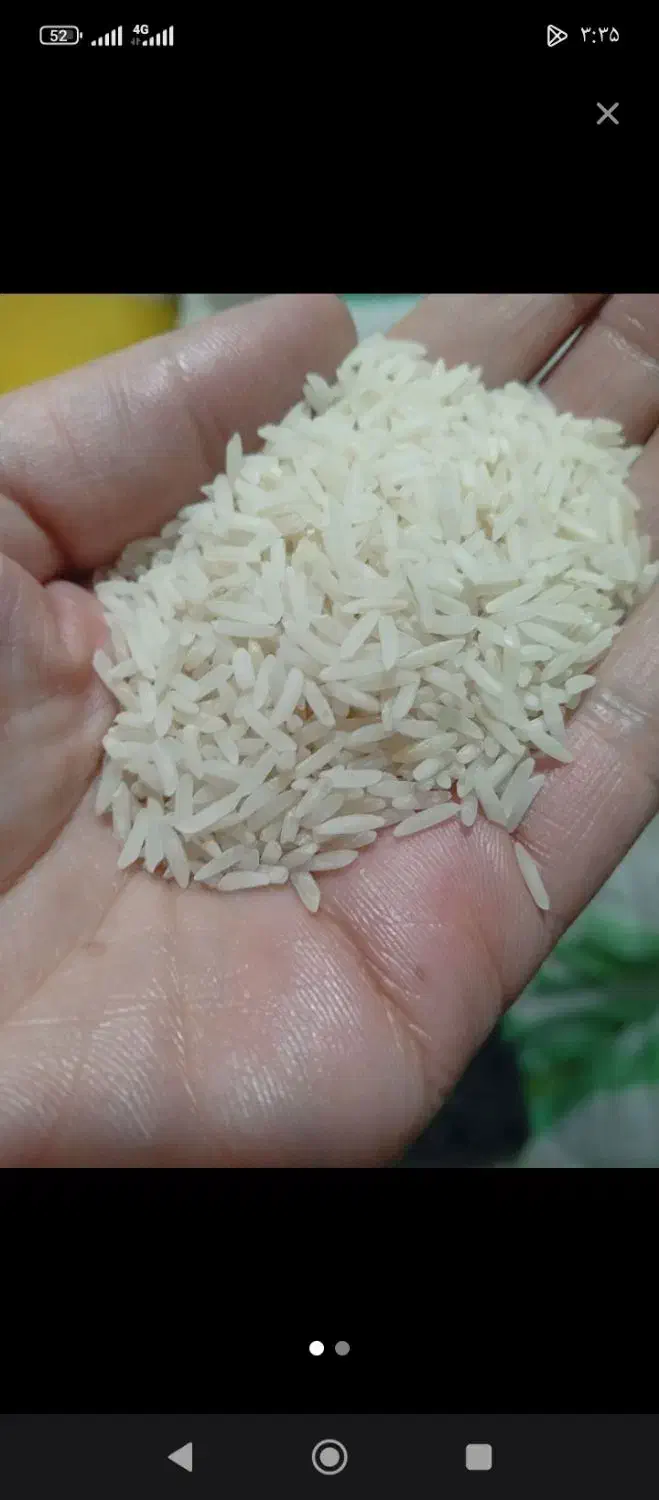 برنج درشت طارم  هاشمی آستانه و صدری هاشمی  اعلا|خوردنی و آشامیدنی|الوند, |دیوار