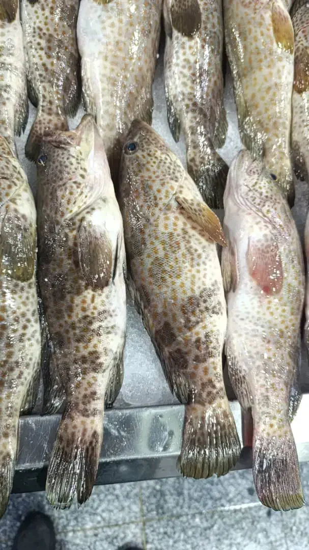 خدمات بسته بندی و فروش ماهی و میگو صید خلیج فارس|ماهی|بندرعباس, |دیوار