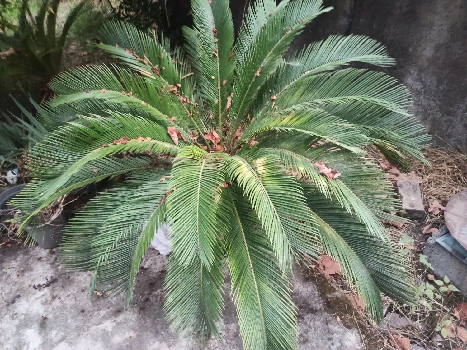 سیکاس|گل و گیاه طبیعی|رشت, پسیخان|دیوار