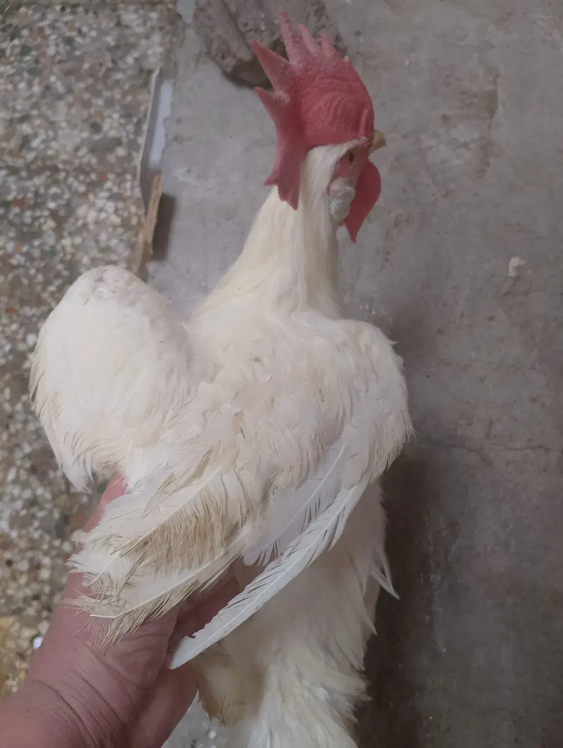 خروس محلی|حیوانات مزرعه|رشت, کوی فکوری|دیوار