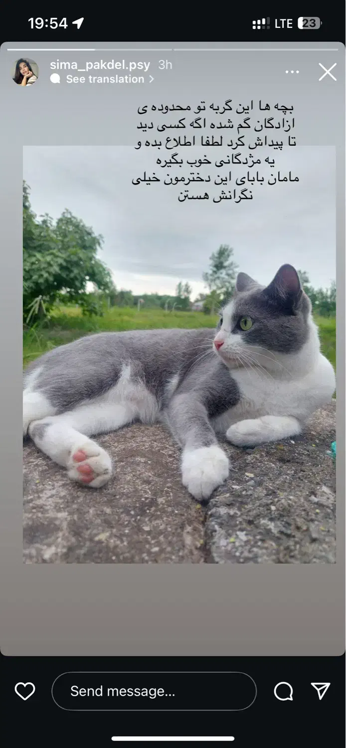 گمشده گربه|گربه|لاهیجان, آهندان|دیوار