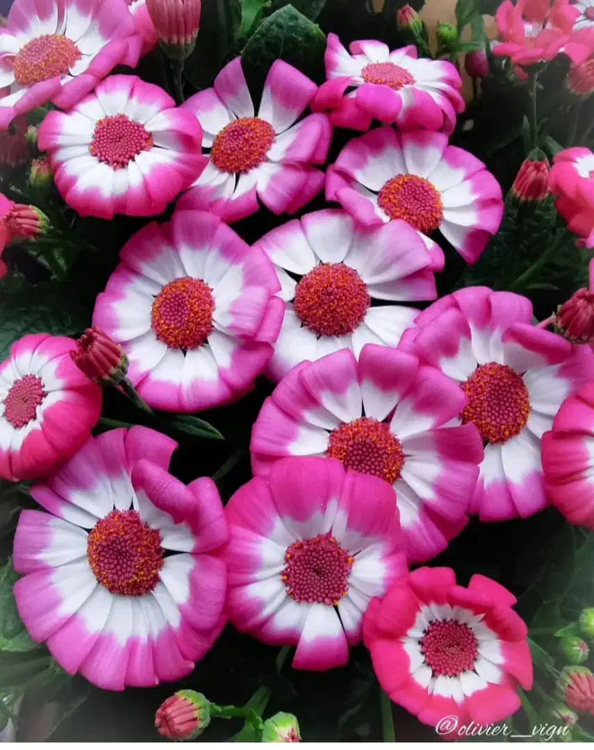 مغاز تجاری|اجارهٔ مغازه و غرفه|محمدشهر, محمدشهر|دیوار