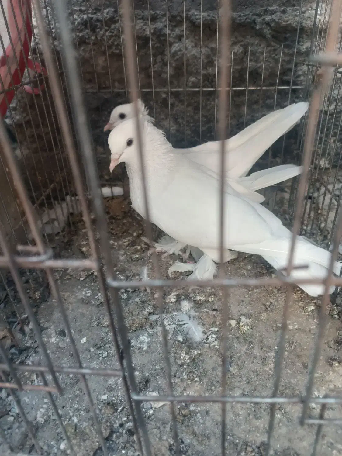 کبوتر رودان|پرنده|میناب, |دیوار