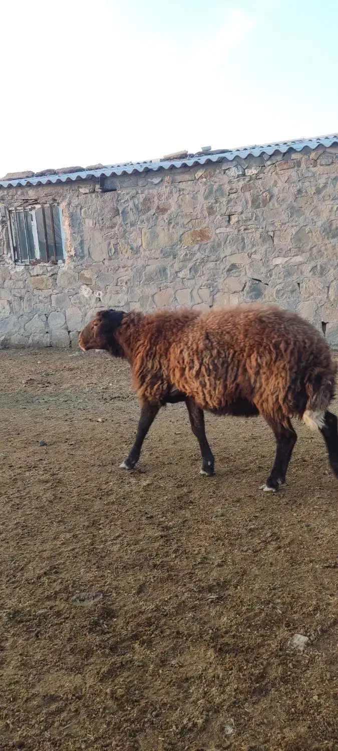 قوچ همو|حیوانات مزرعه|مشهد, احمدآباد|دیوار