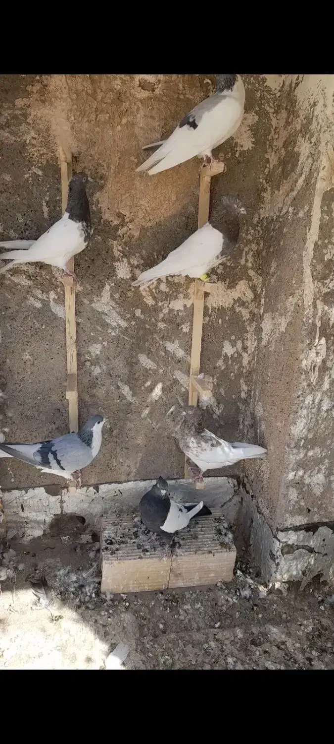 سینه وکله...|پرنده|مه ولات, |دیوار