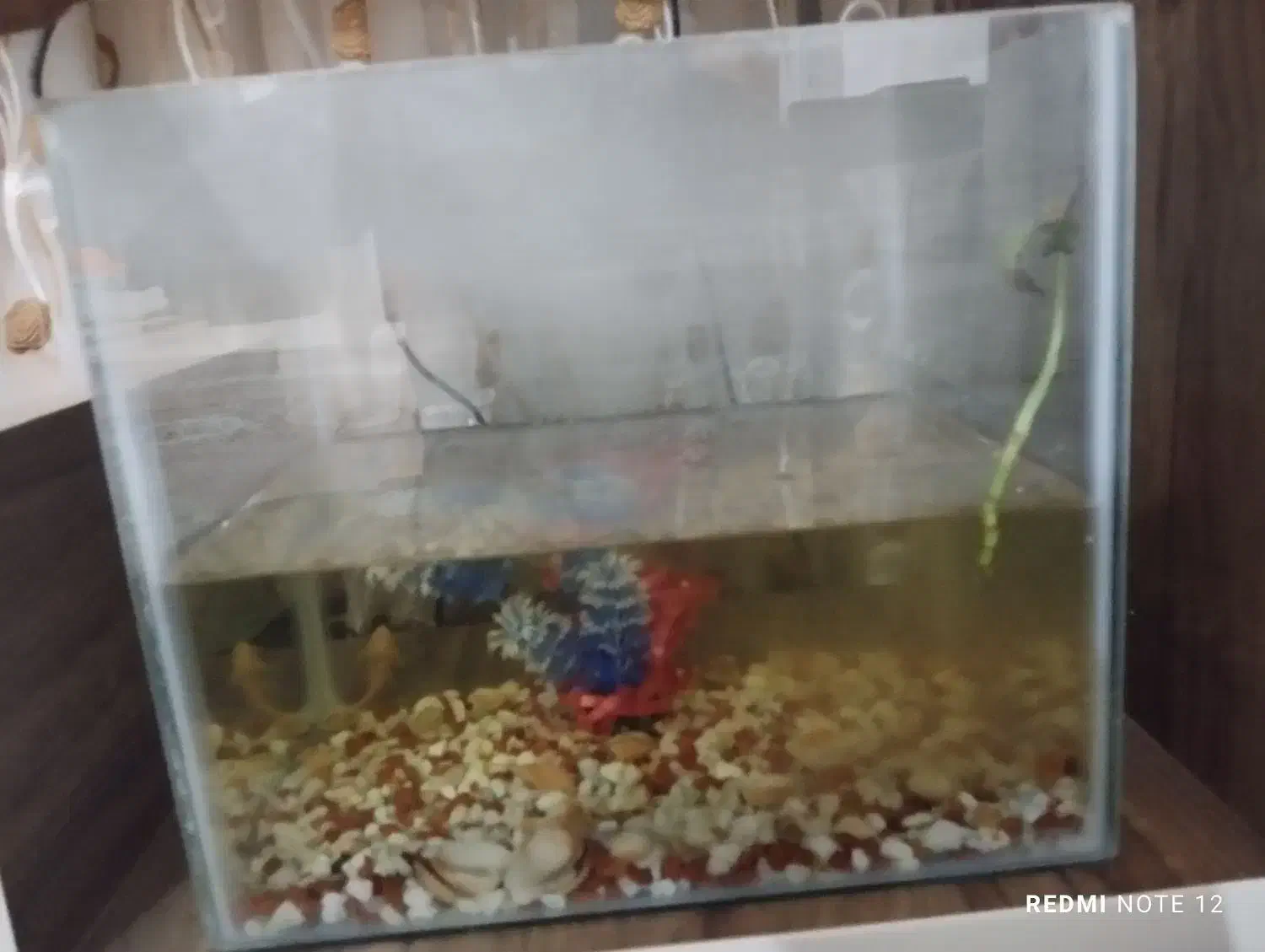 آکواریوم ارزان به خریدار واقعی تخفیف می دم|ماهی|اردبیل, |دیوار