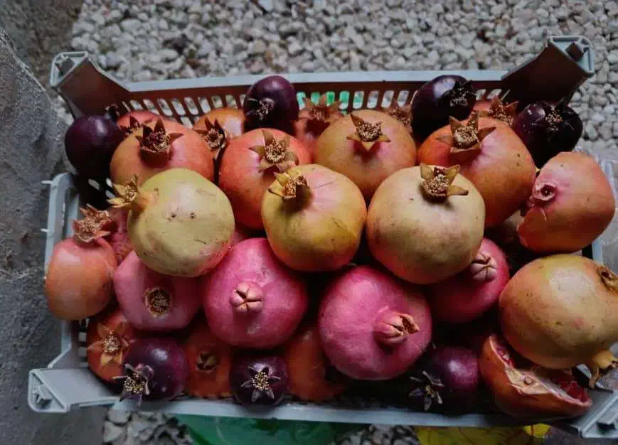 فروش زمین باغ شهری کودیان|فروش زمین و ملک کلنگی|شیراز, کودیان|دیوار