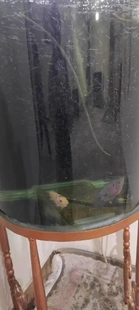 یه عدد آکواریوم باپایش به فروش میرسدوسه عددماهی|ماهی|شیروان (لرستان), |دیوار