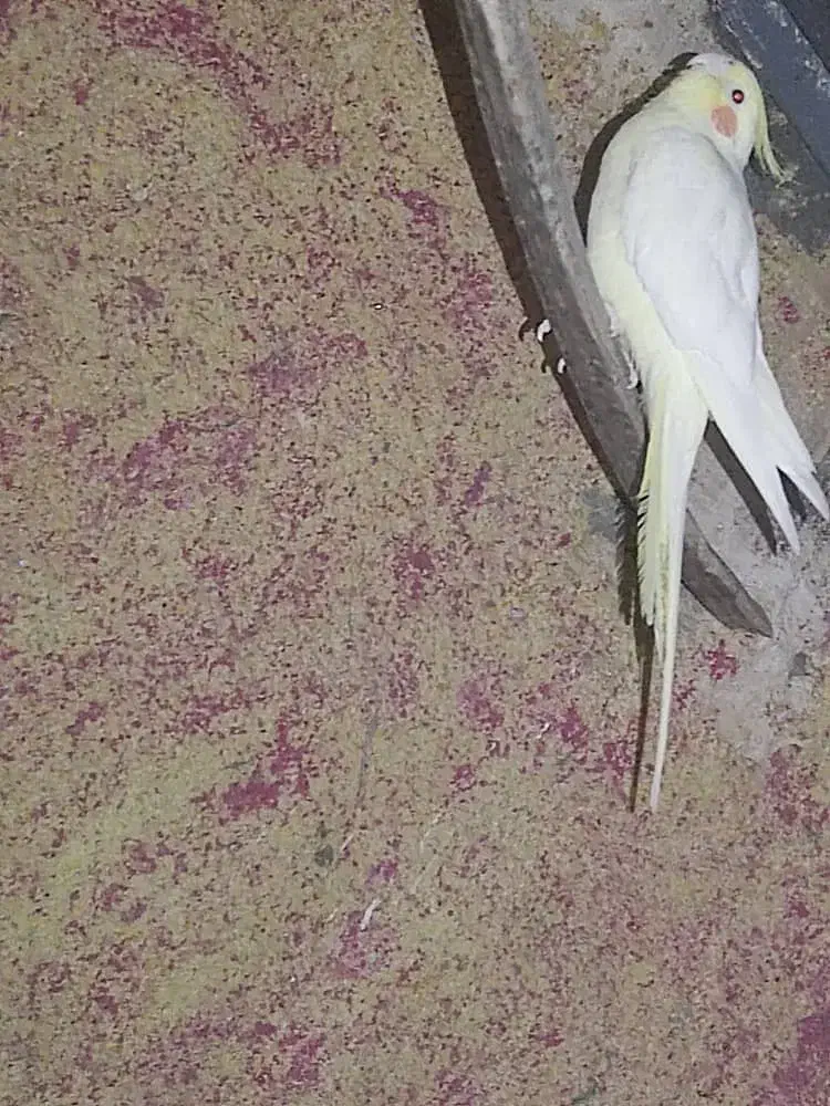 عروس هلندی ماده مست|پرنده|تخت, |دیوار