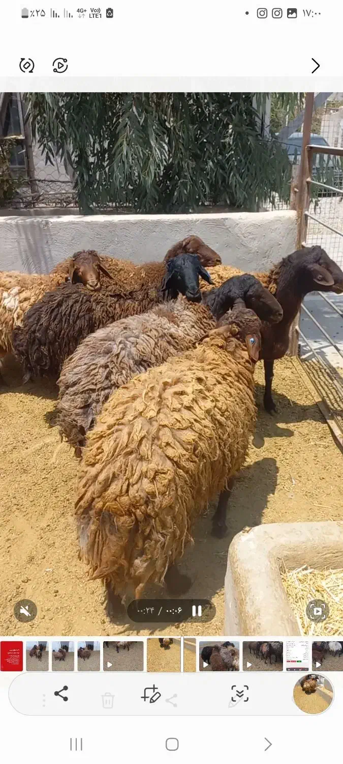 ۵همو ۲۰۰ملیون ۲هترو ۵۰ ملیون نر ژندار.سیاه وسرخ|حیوانات مزرعه|جوادآباد, |دیوار