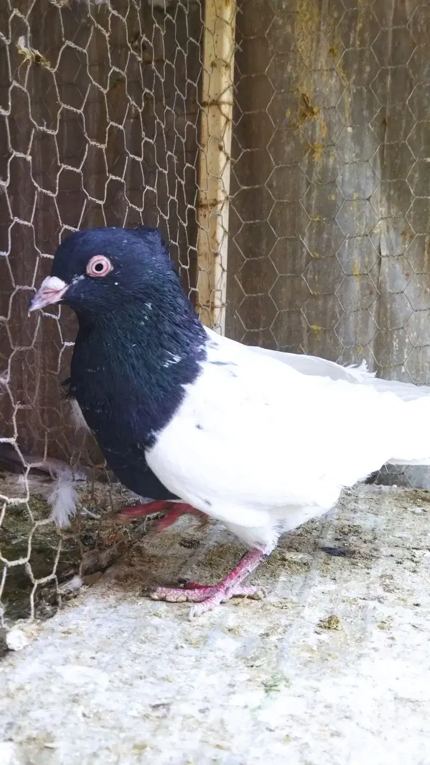 کله سیاه نر|پرنده|لنجان, |دیوار