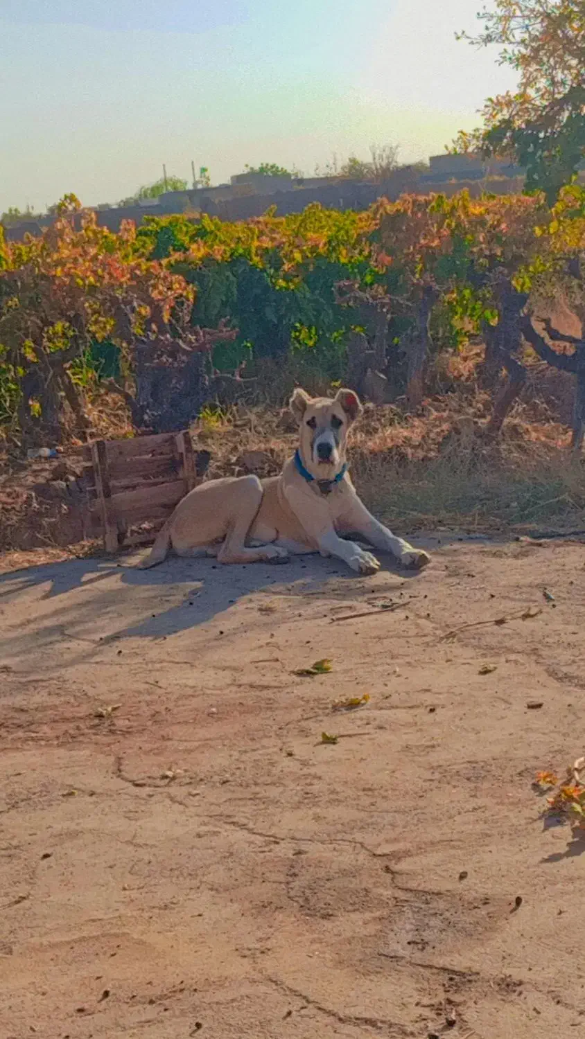 قیمت 16|سگ|کاشمر, |دیوار