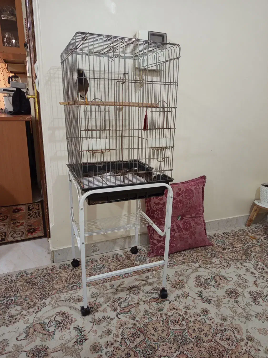 مرغ مینا جوجه سخنگو با قفس|پرنده|تهران, جیحون|دیوار