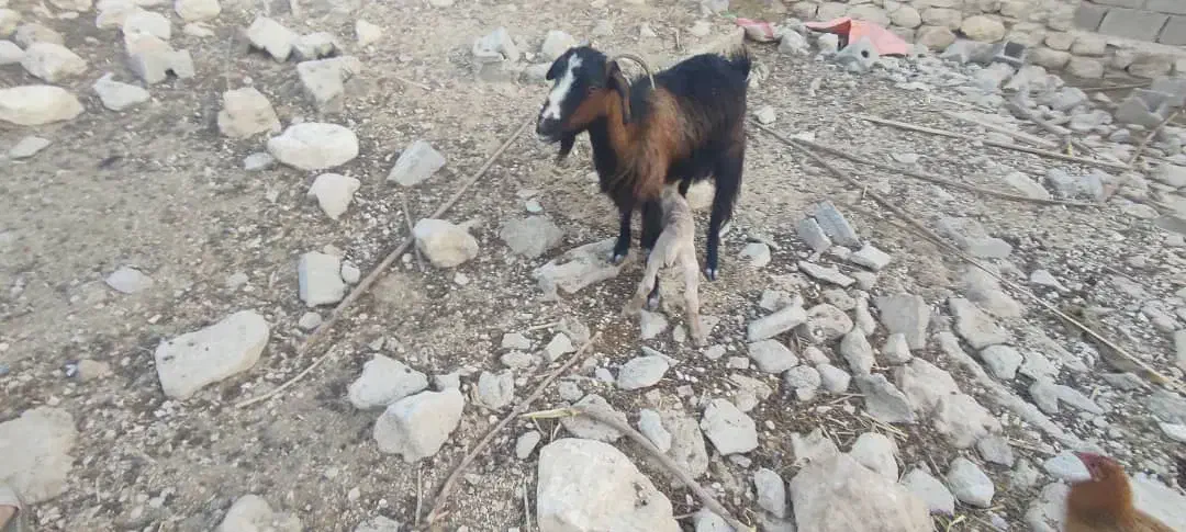 بزهاتازهزایدهجوانتمیز|حیوانات مزرعه|جم, |دیوار