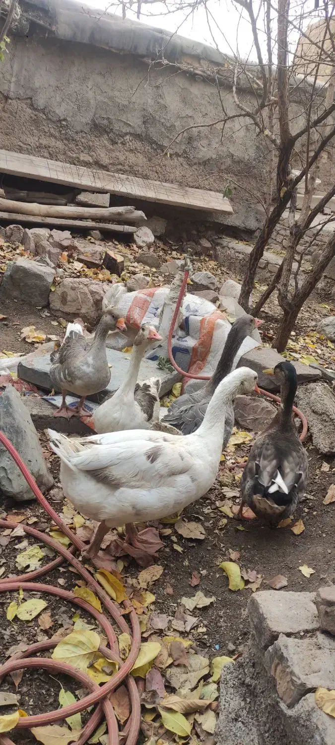 غازو اردک وخروس|حیوانات مزرعه|تهران, حکیمیه|دیوار