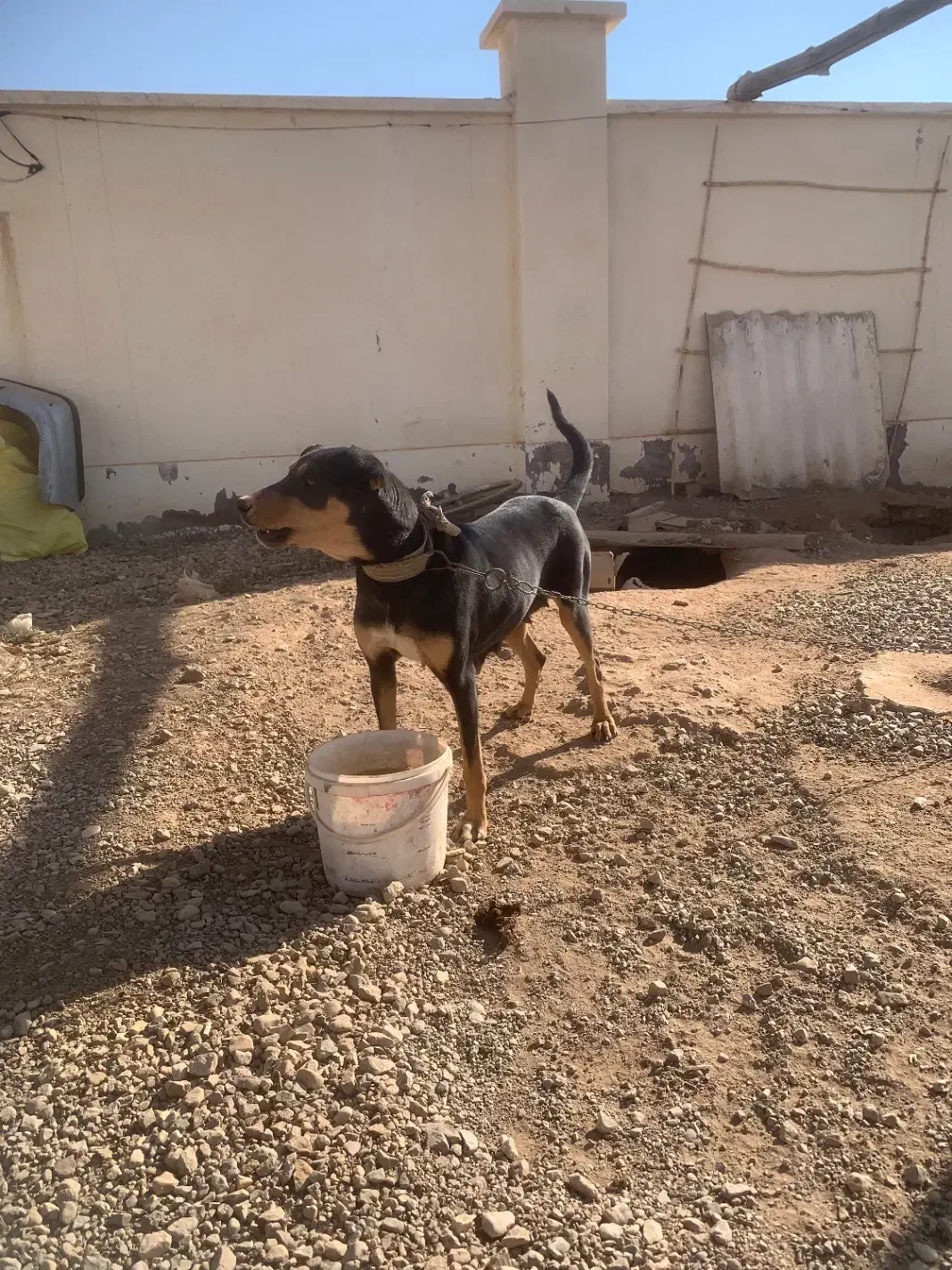 سگ دوبرمن|سگ|مهدی شهر, |دیوار