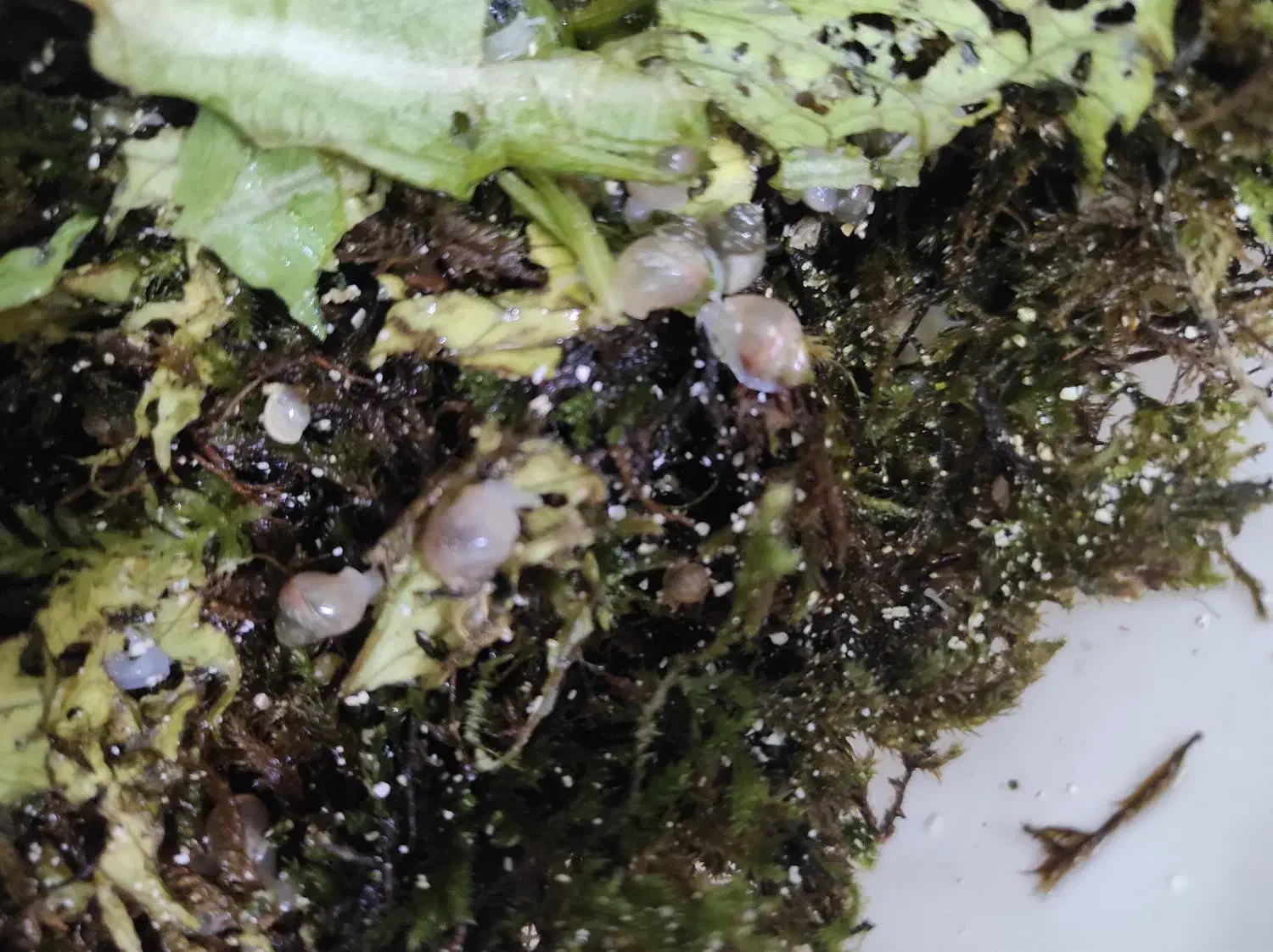 بچه حلزون|خزنده|تهران, مشیریه|دیوار