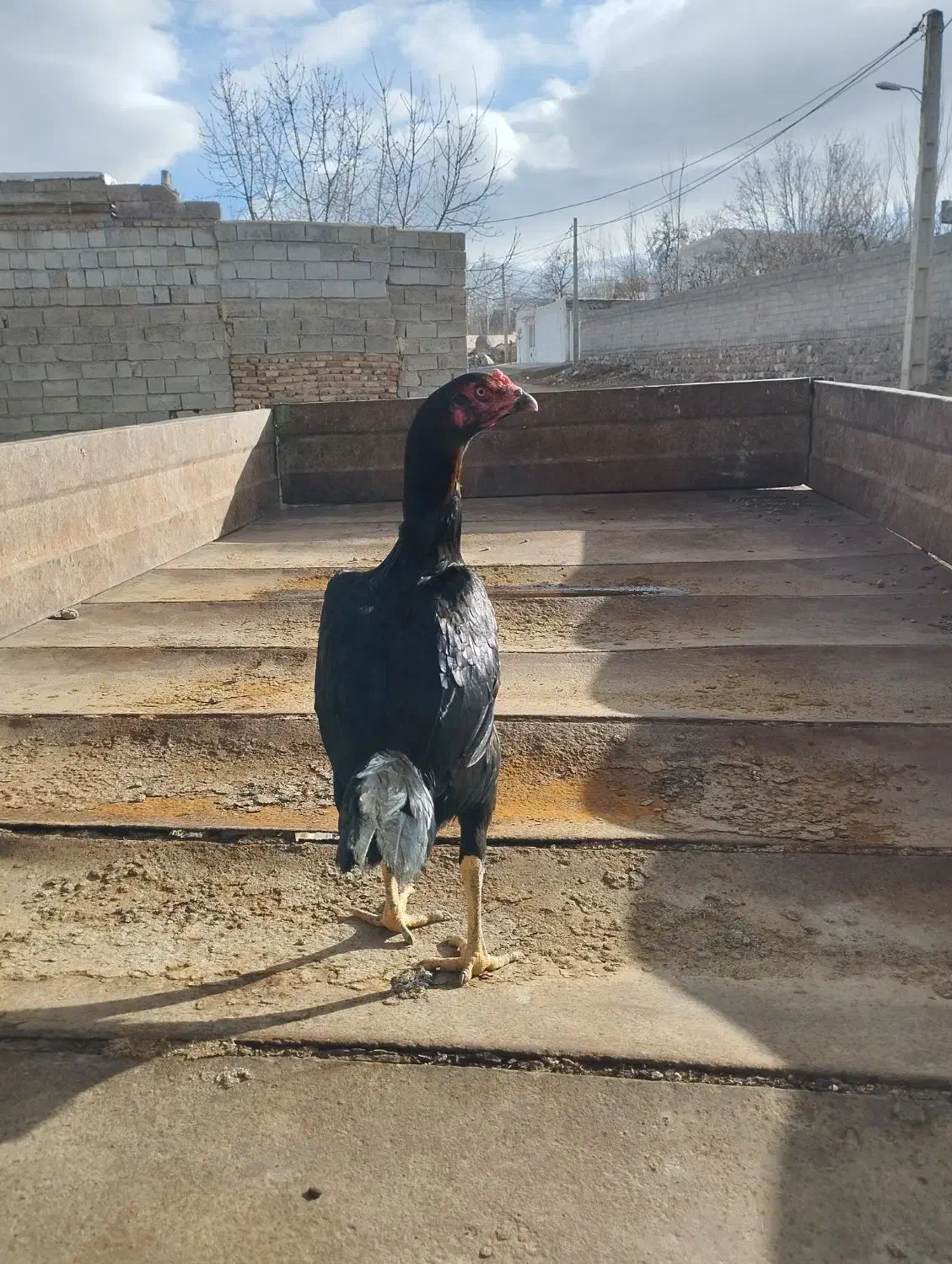 لاری اصل|حیوانات مزرعه|مشگین شهر, |دیوار